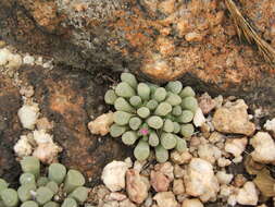 Image of Frithia pulchra N. E. Br.