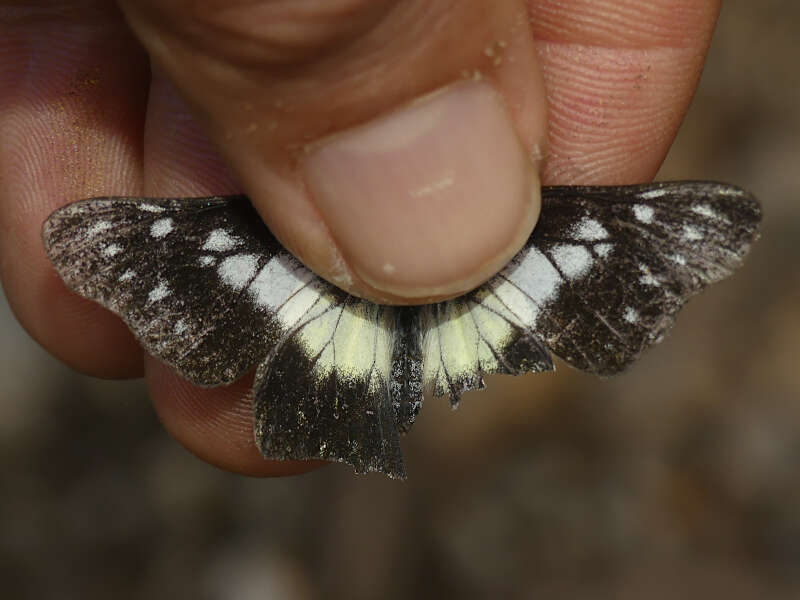 Image of Catasticta tomyris (Felder & Felder 1865)