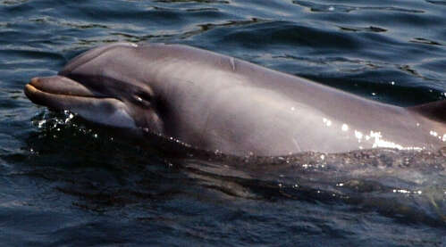 Imagem de Tursiops Gervais 1855