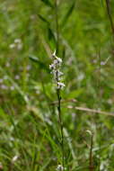 Image de Delphinium carolinianum subsp. calciphilum M. J. Warnock