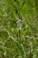 Delphinium carolinianum subsp. calciphilum M. J. Warnock的圖片