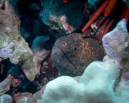 Image of Yellow edged moray