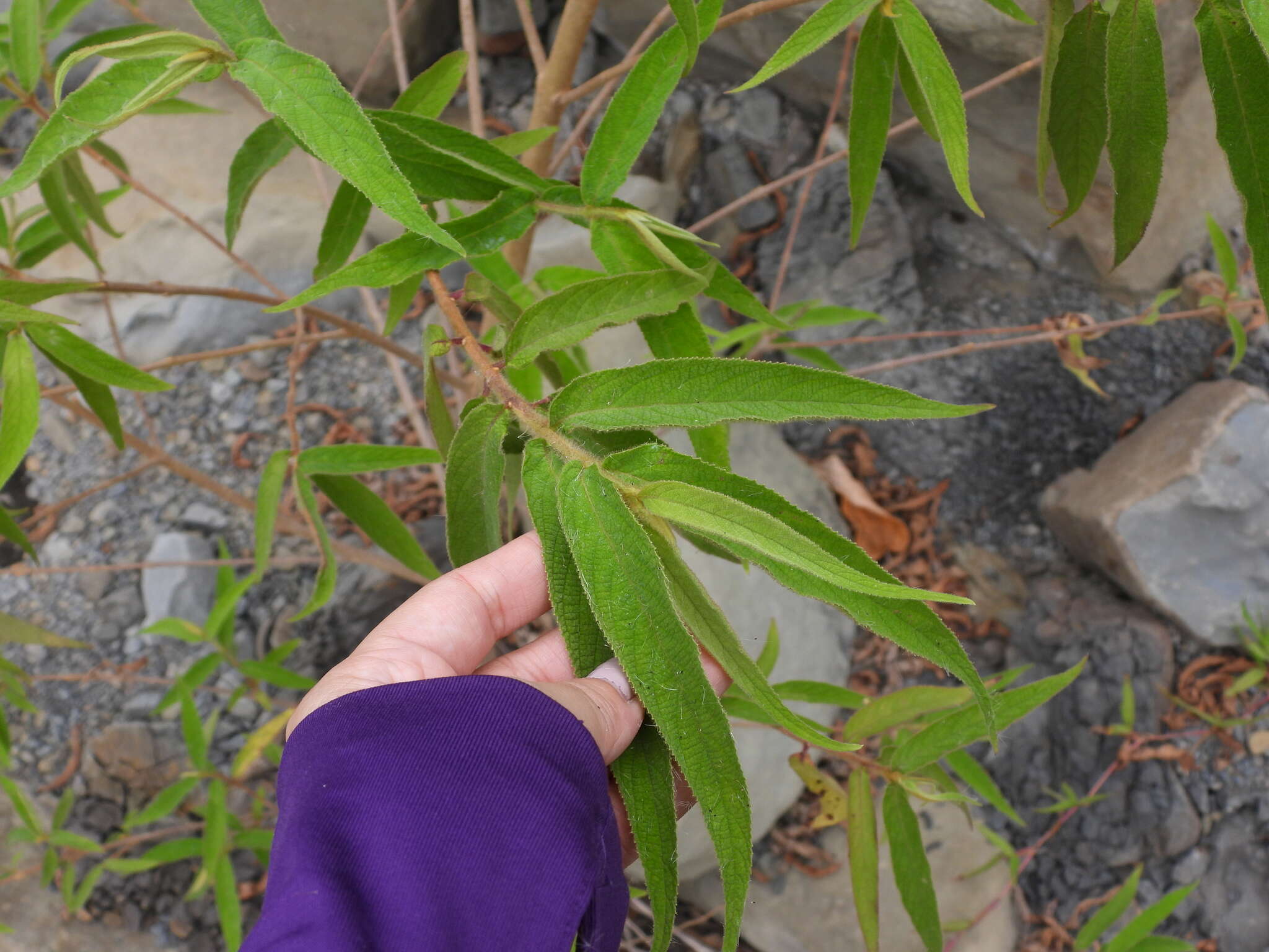 صورة Callicarpa pilosissima Maxim.