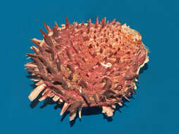 Image of Spinous Scallop