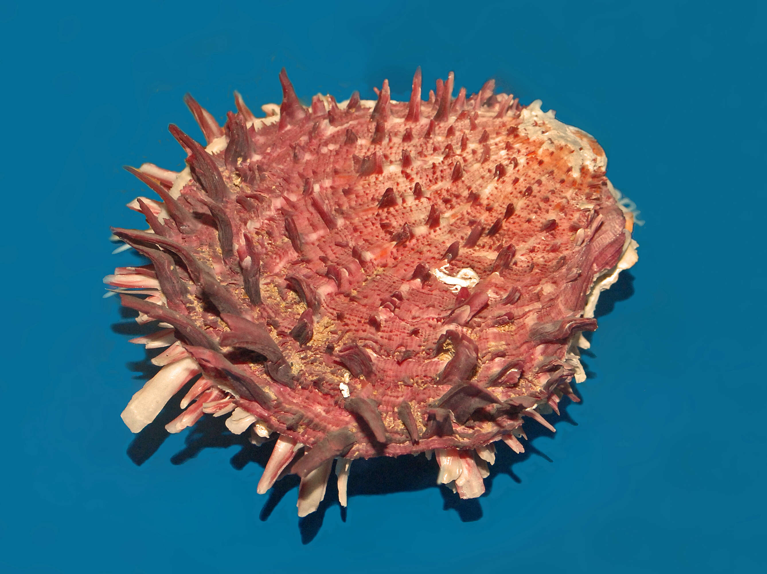 Image of Spinous Scallop