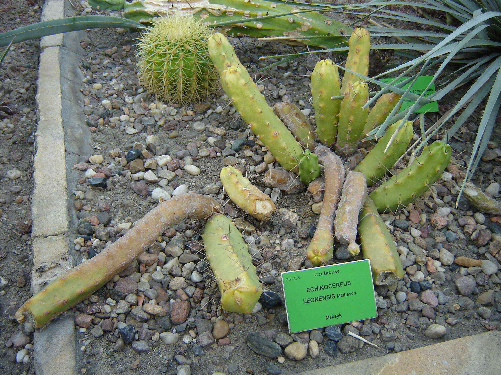 Image of Lady-finger Cactus