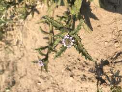 Image of Verbena hispida Ruiz & Pav.