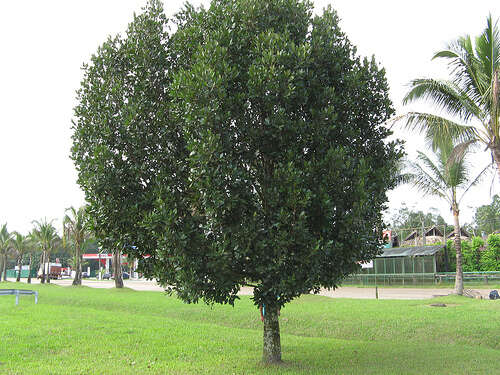 Image of Calophyllaceae