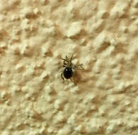Image of American Spider Beetle