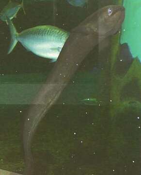 Image of Speckled longfin eel