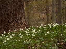 Image of White trillium