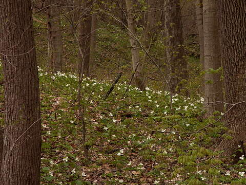 Image of White trillium