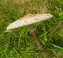 Image of Macrolepiota procera (Scop.) Singer 1948