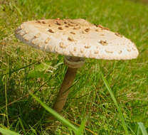 Image of Macrolepiota procera (Scop.) Singer 1948