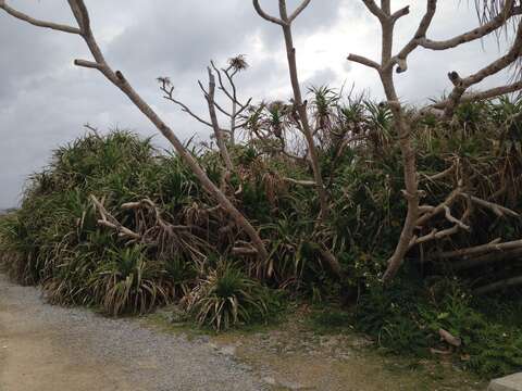 Image de Pandanus odorifer (Forssk.) Kuntze