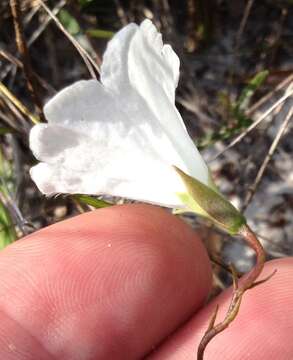 Image of coastal plain dawnflower