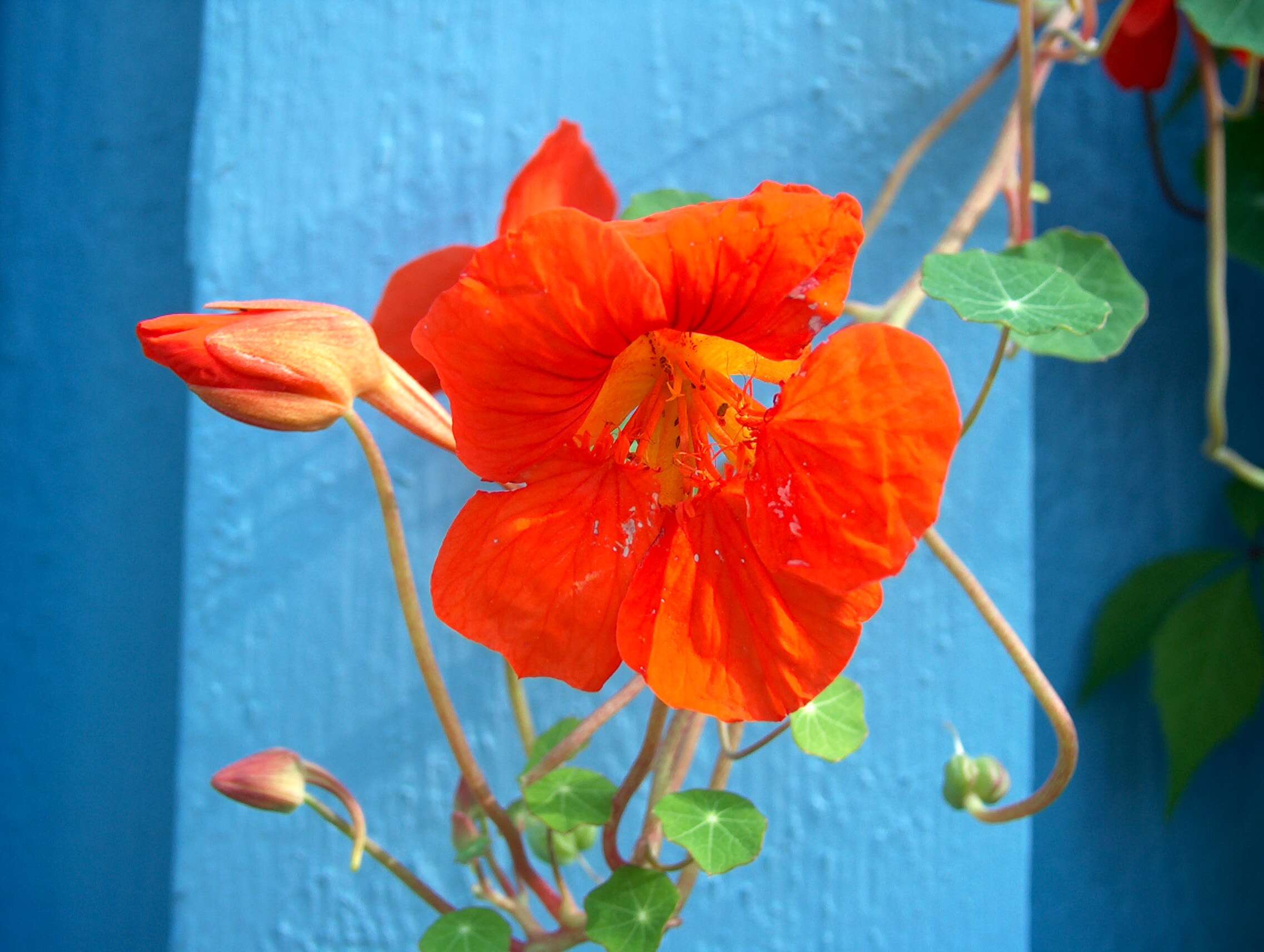 Image of Garden Nasturtium