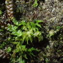 Colura calyptrifolia (Hook.) Dumort. resmi