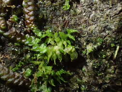 Image of Colura calyptrifolia (Hook.) Dumort.