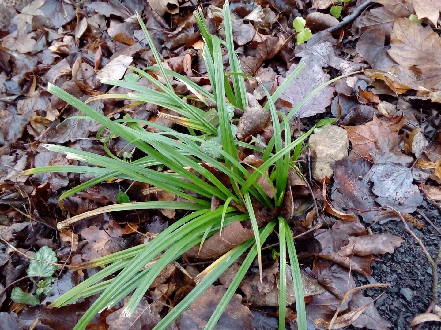 صورة Carex sylvatica subsp. sylvatica