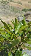 Image of Psychotria isalensis (Bremek.) A. P. Davis & Govaerts