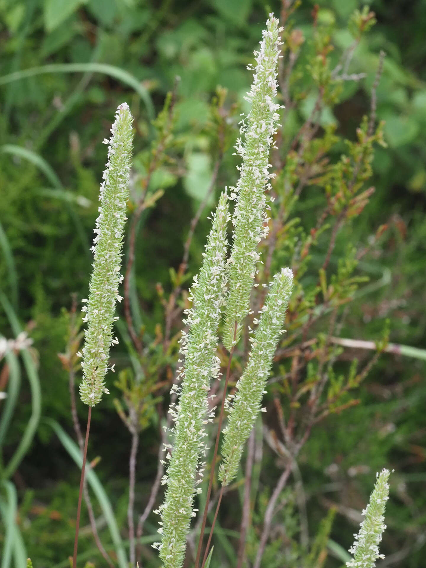 Image of Boehmer's cat's-tail