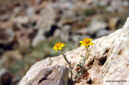 Image of Common Woolly Sunflower