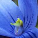 Image of Large veined sun orchid
