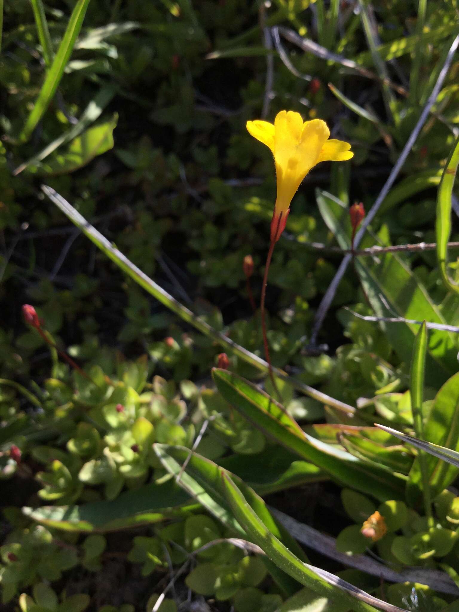 Image of Yellow Creeping Monkey-Flower