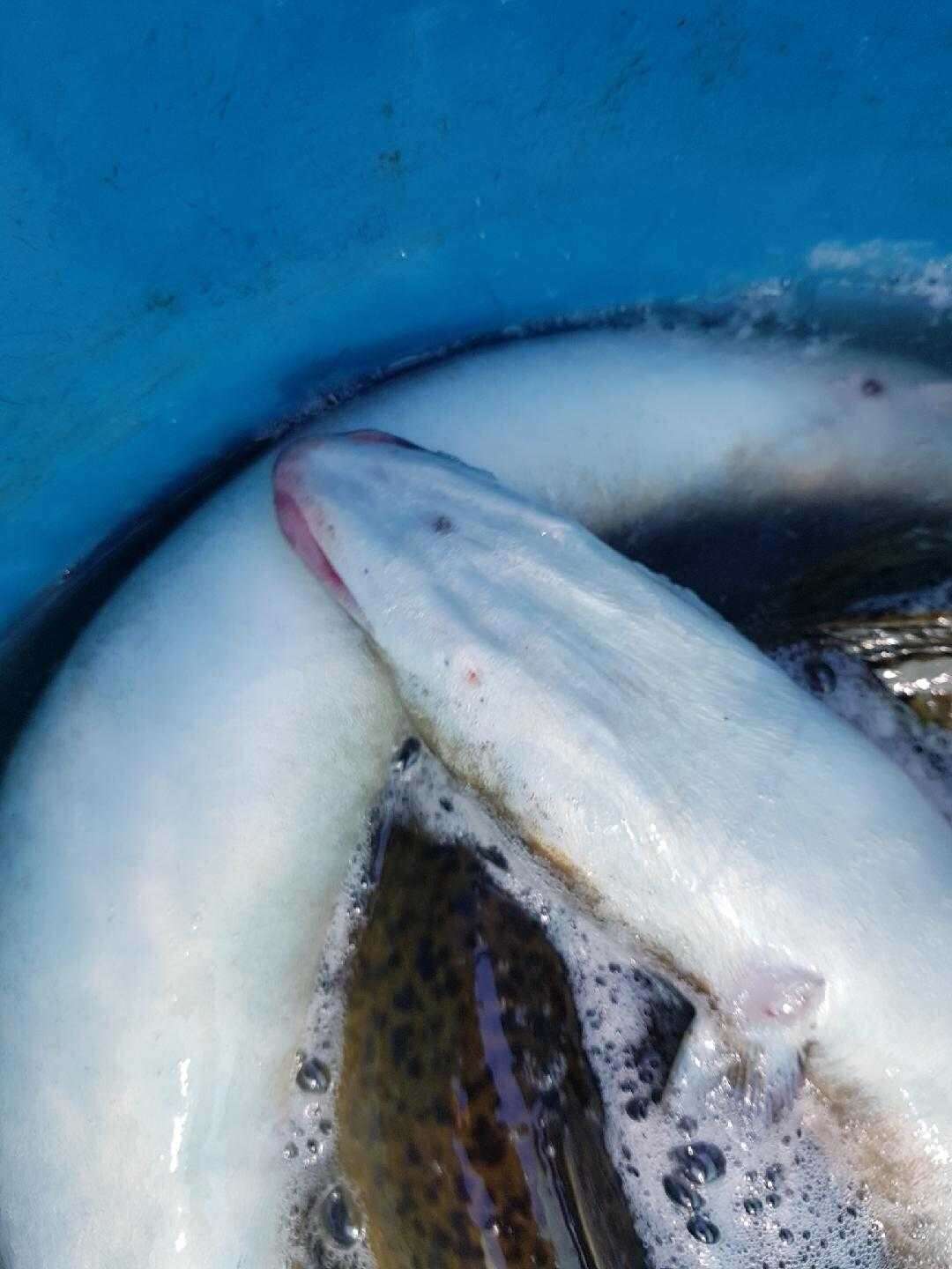 Image of Speckled longfin eel