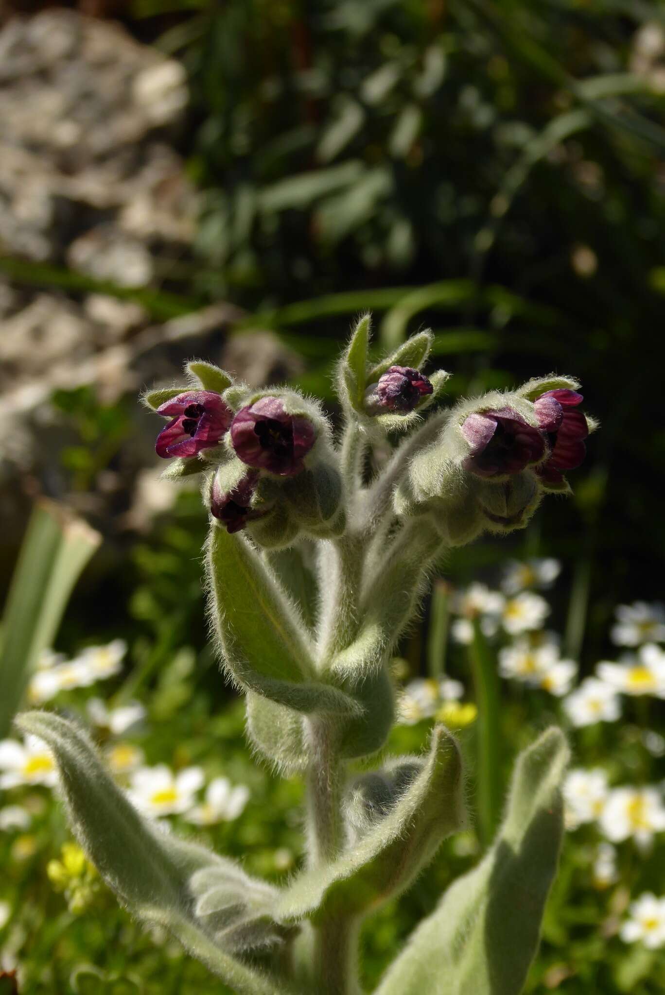 Image de Cynoglossum columnae Ten.