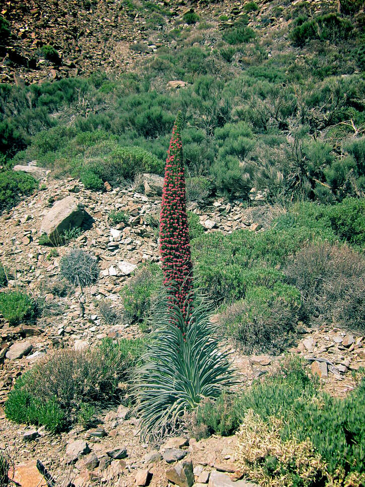 Image of Echium wildpretii H. H. W. Pearson ex Hook. fil.