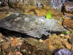 Image of Wattle-necked Softshell Turtle