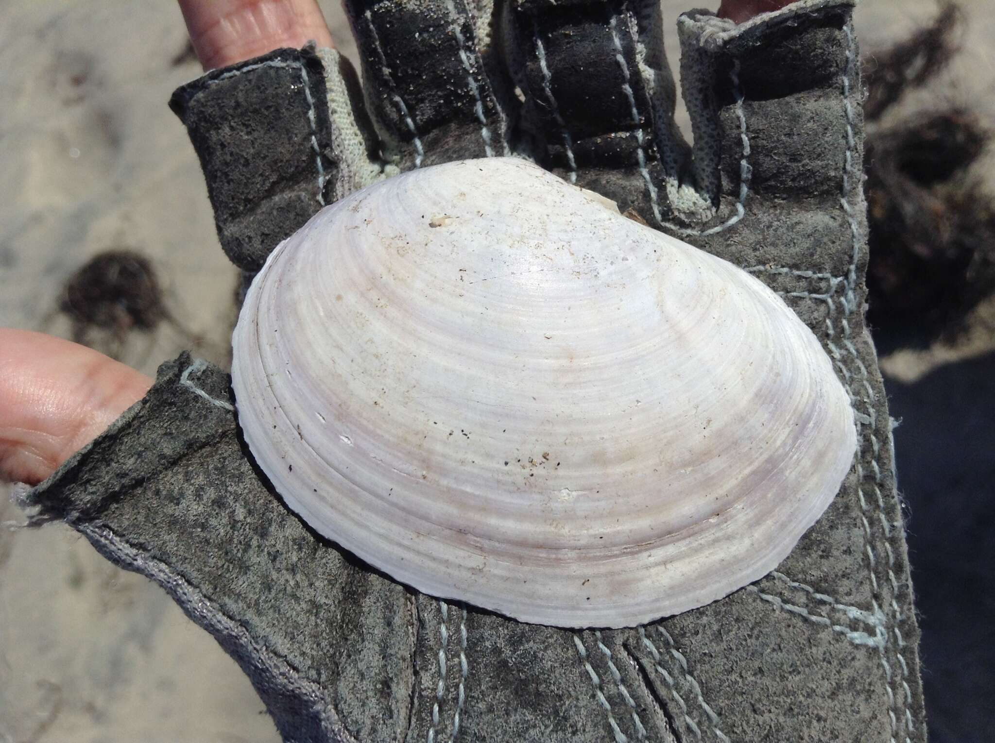 Image of California mahogany-clam