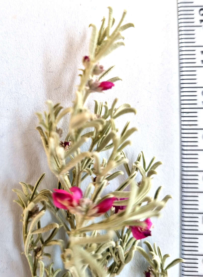 Image of Indigofera complicata Eckl. & Zeyh.