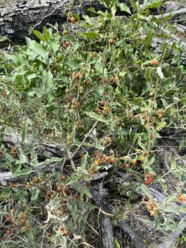 Image of Solanum catombelense Peyr.