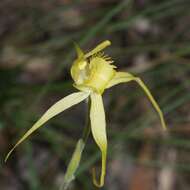 Caladenia flavovirens G. W. Carr的圖片