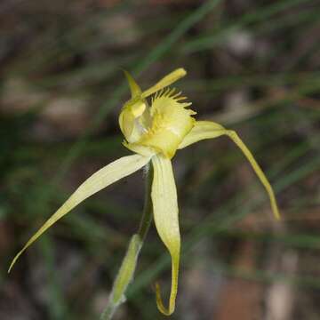 Image of Summer spider orchid