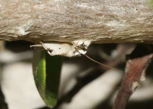 Image of Zebra Scaly Cricket