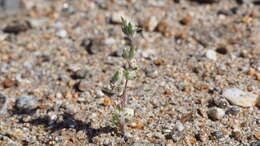 Logfia californica (Nutt.) J. Holub resmi