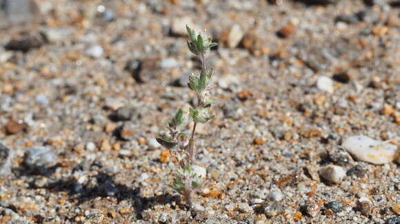 Image of California cottonrose