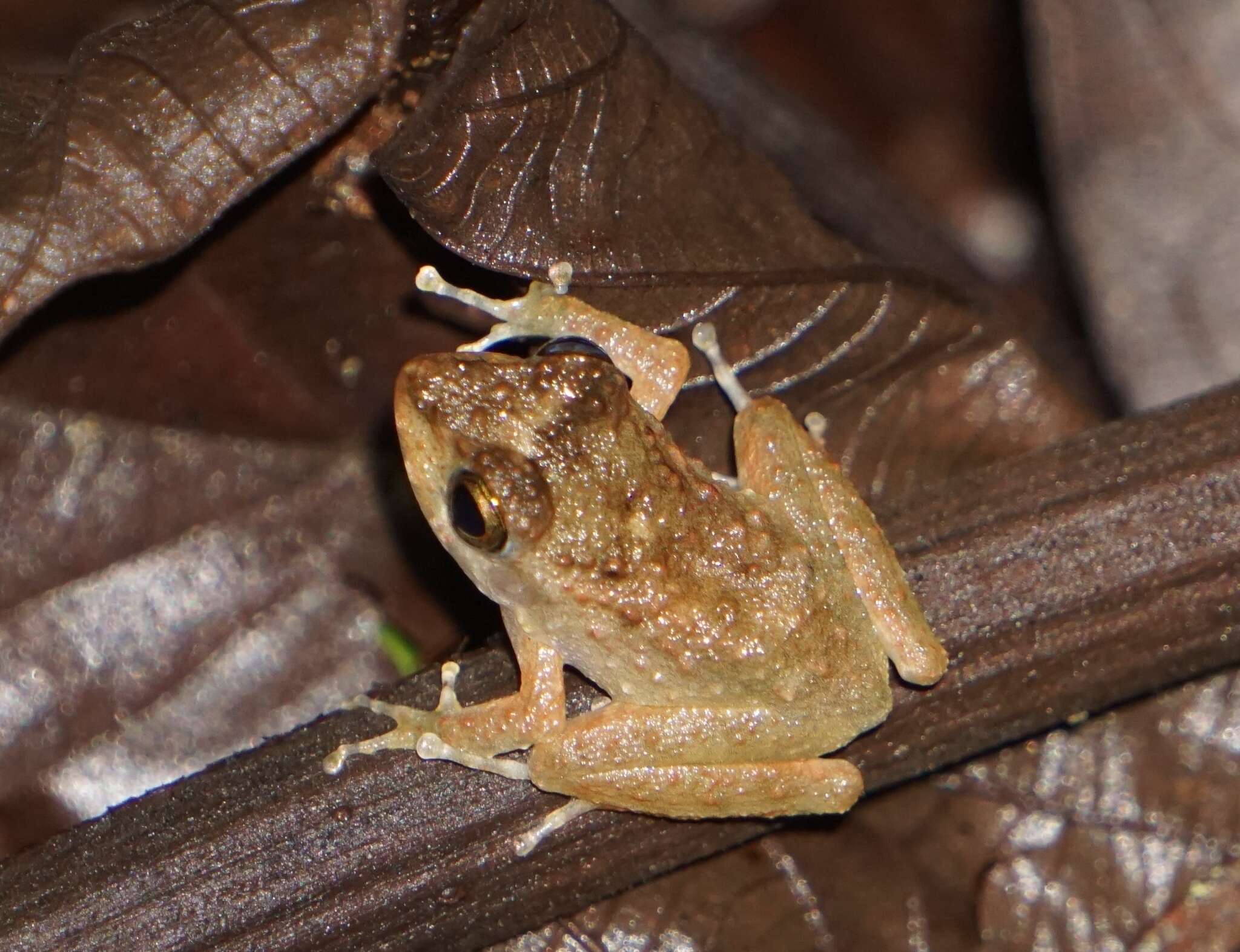 Image of Craugastor aurilegulus (Savage, McCranie & Wilson 1988)