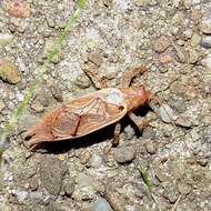 Image of Jumping Bush Cricket