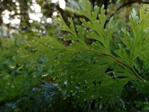 Image de Hymenophyllum dilatatum (G. Forst.) Sw.