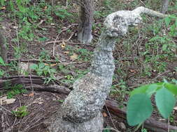 Ibervillea hypoleuca (Standl.) C. Jeffrey resmi