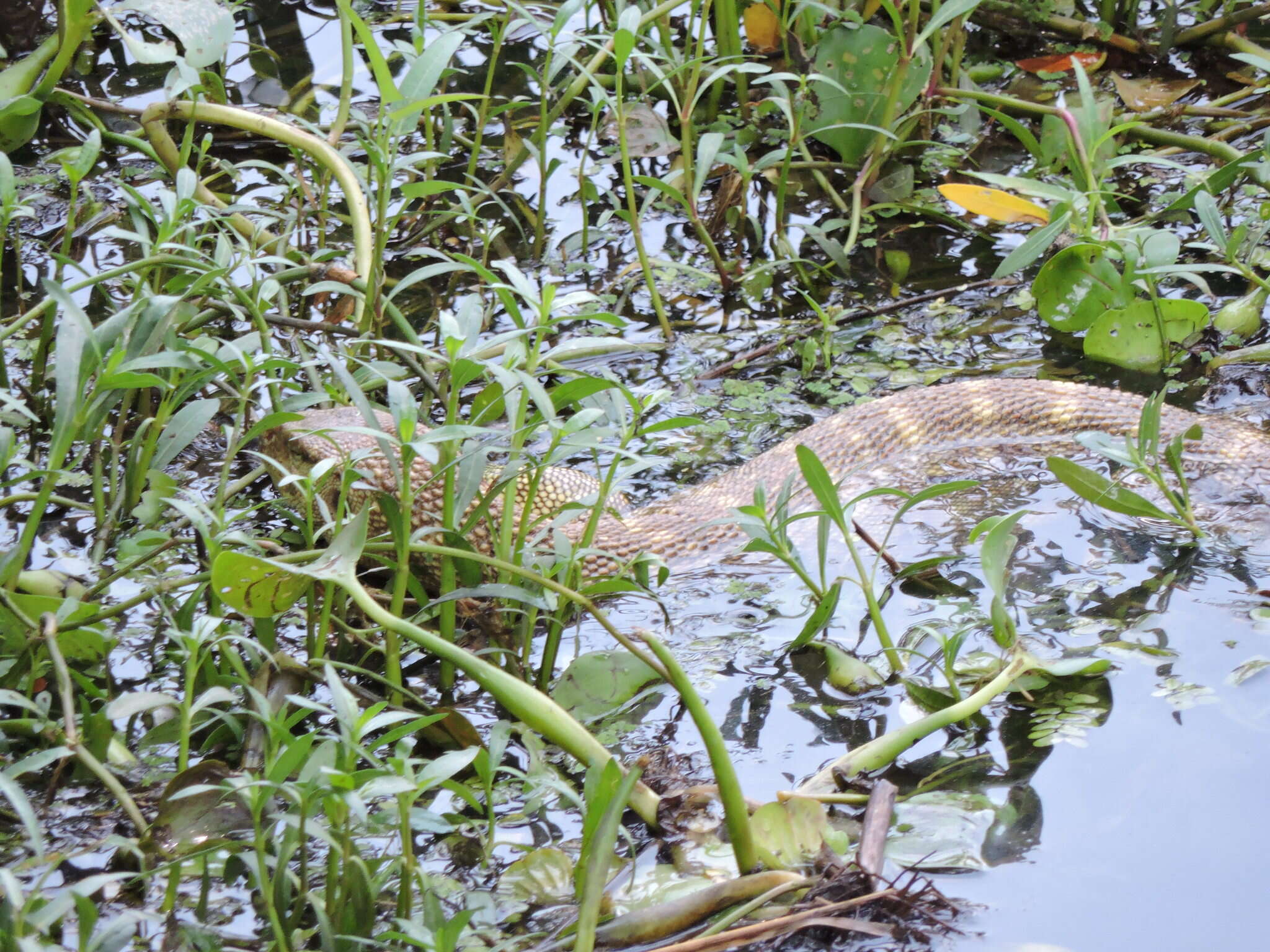 Image of Calcutta Oval-grain Lizard