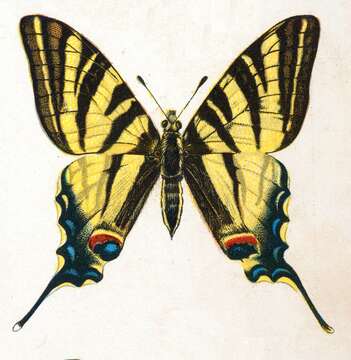 Image of Iphiclides