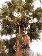 Image of toddy palm