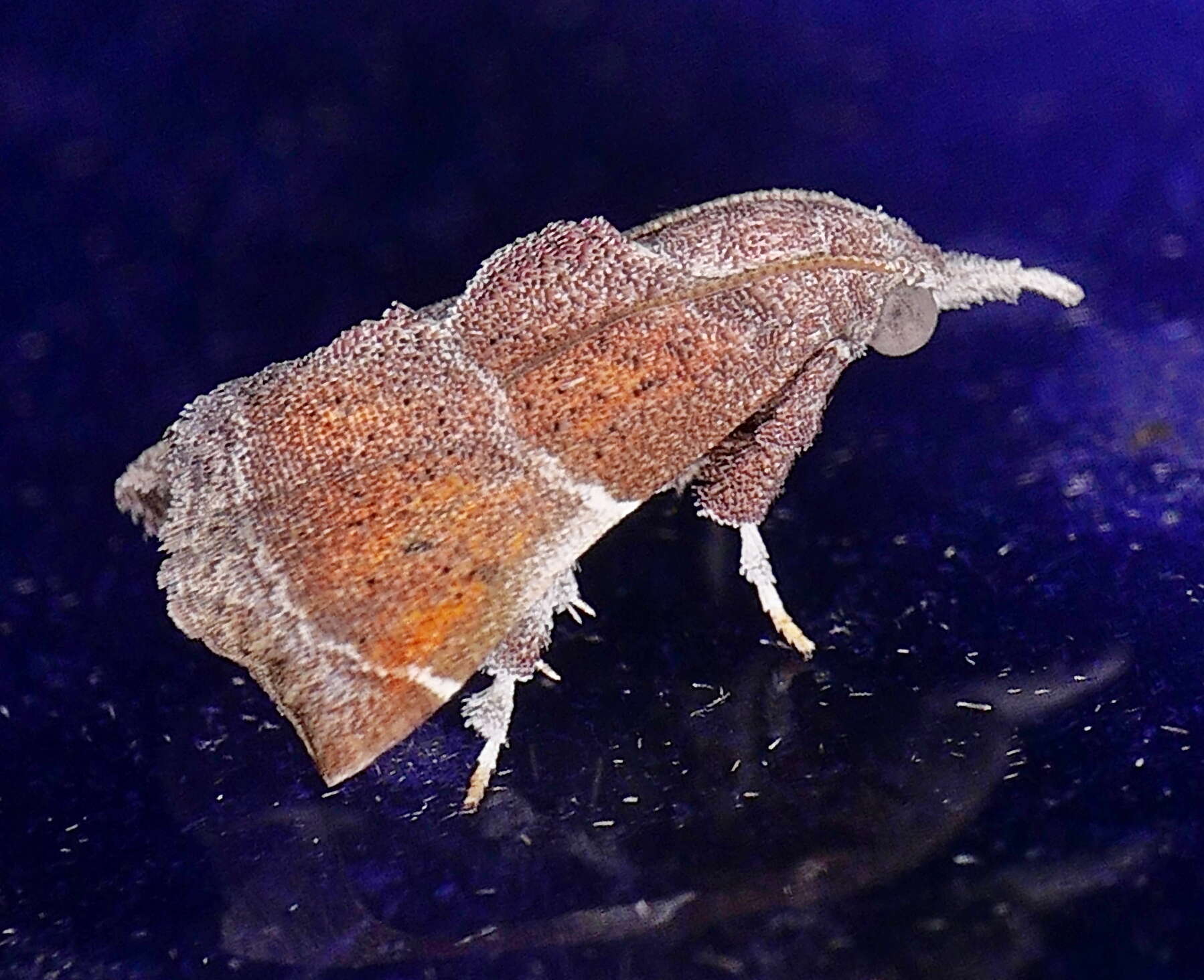 Streptopalpia minusculalis (Möschler 1890) resmi