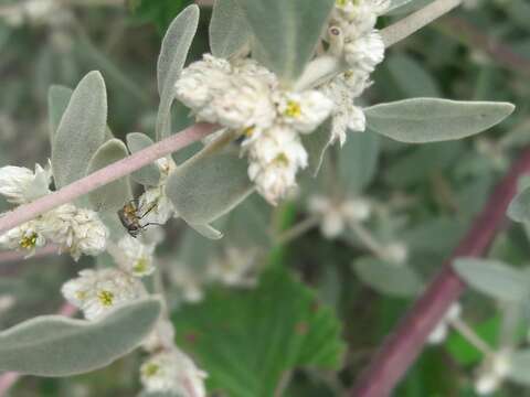 Image of Alternanthera albida (Moq.) Griseb.